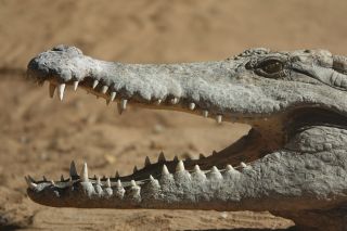 GC-Crocodilo Park 2020-030.JPG